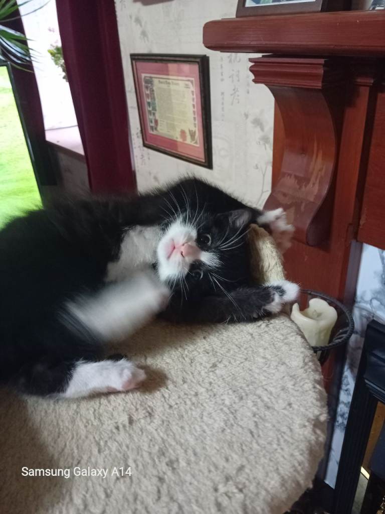 4 Beautiful British short hair cross kittens. NEW UPDATE.