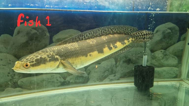 Individual fish for sale