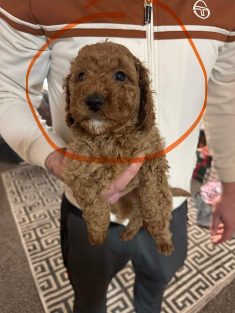 Toy Poodle puppies for sale 