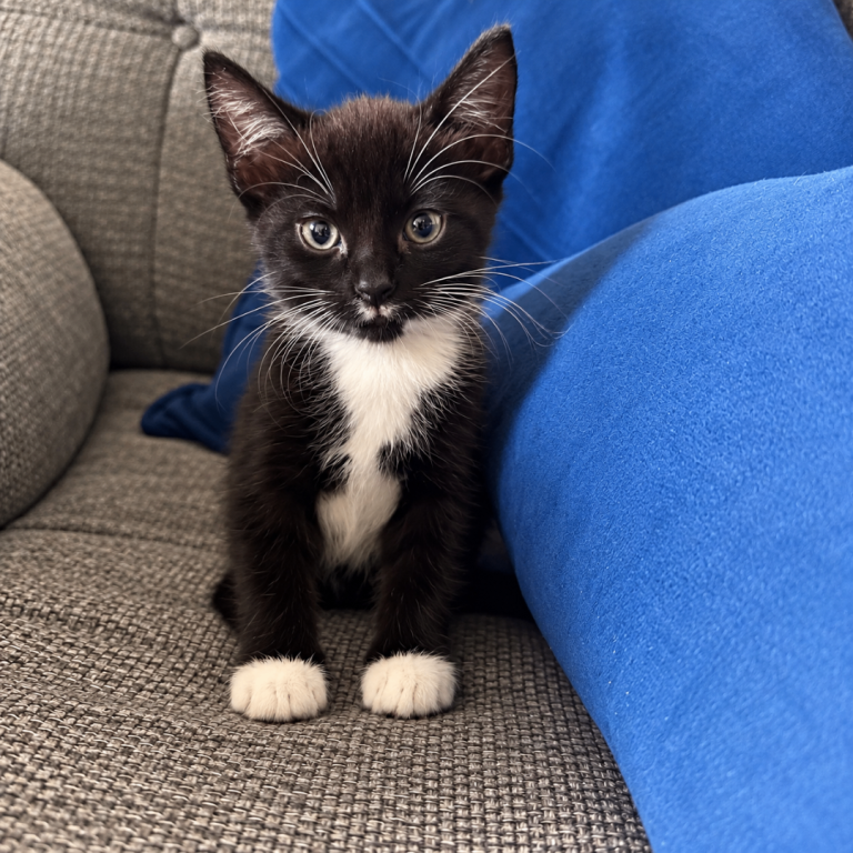 Kittens