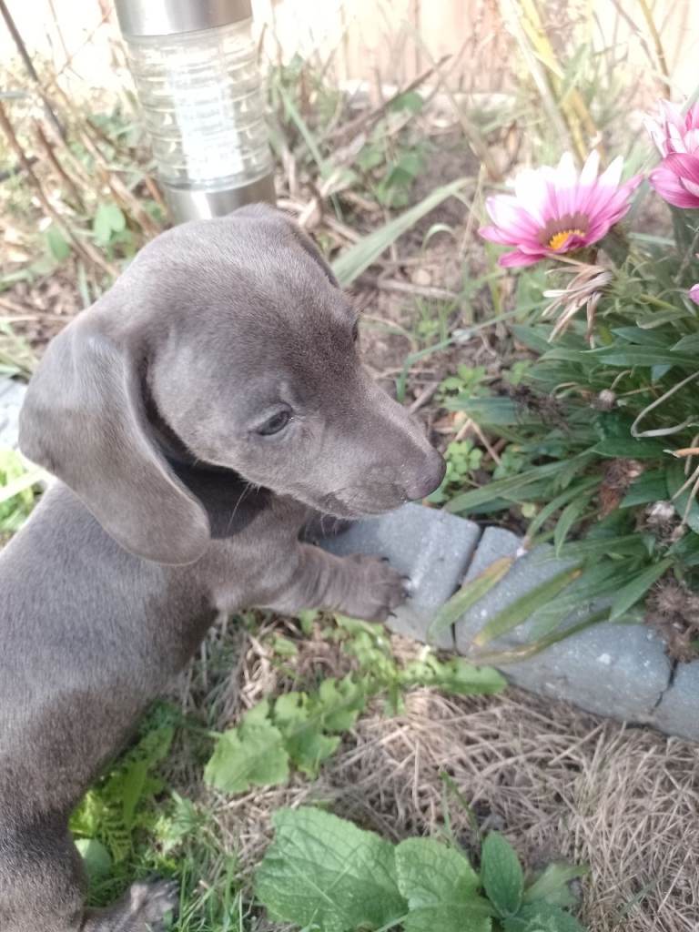 Miniature shorthaired dachshund 