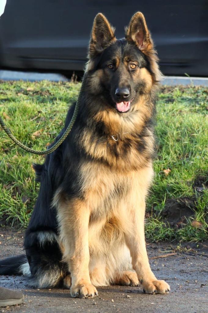 German shepherd male 11 months old 