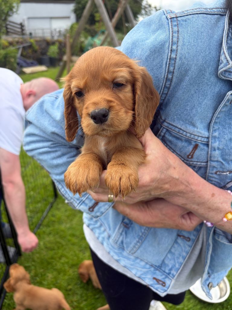 Cocker Spaniel puppies 