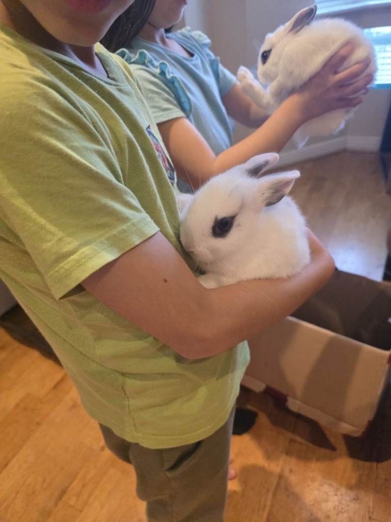 Bunnies 