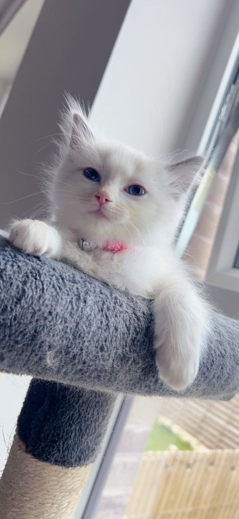 Ragdoll kittens 