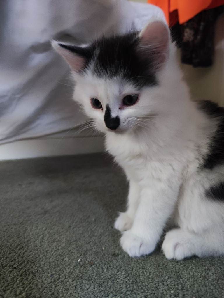 Fluffy  long hair kitten boy for sale