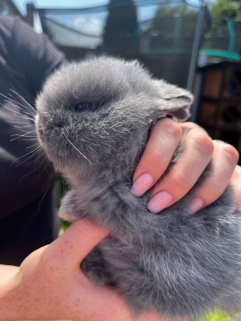 2 netherland dwarf x lop bunnies 