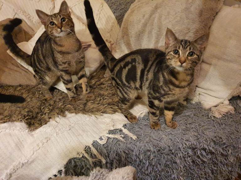  Tabby + black  kittens