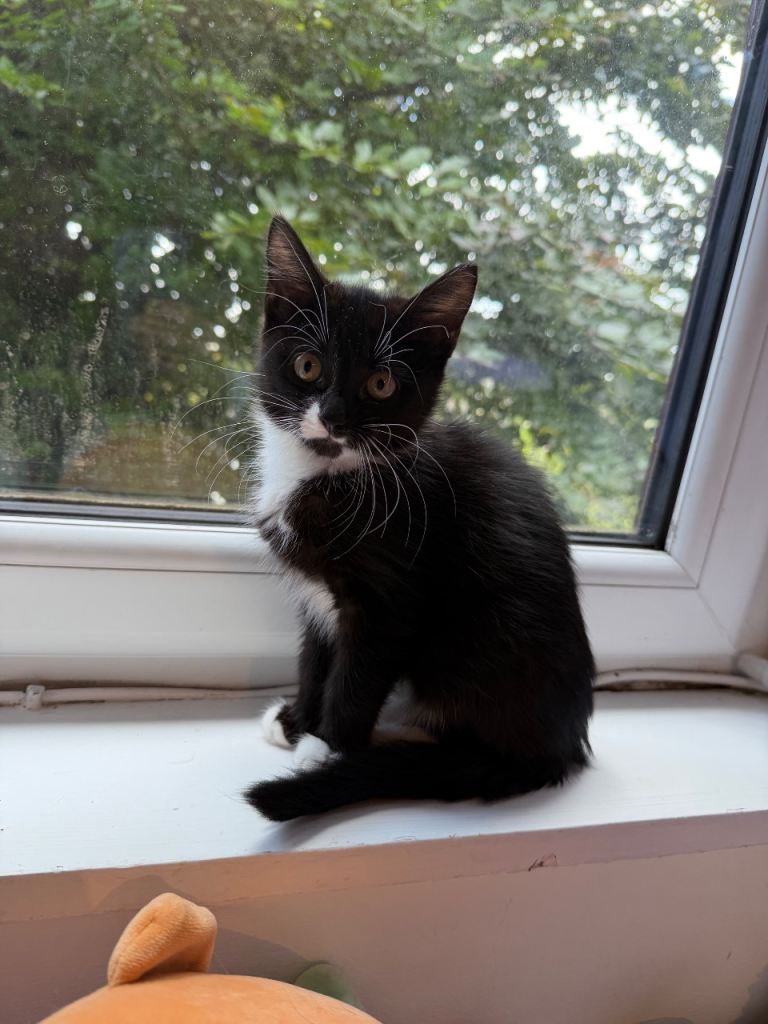 Kittens for sale
