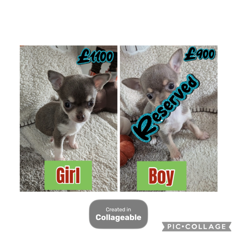 Last Two Adorable Chihuahua Puppies 