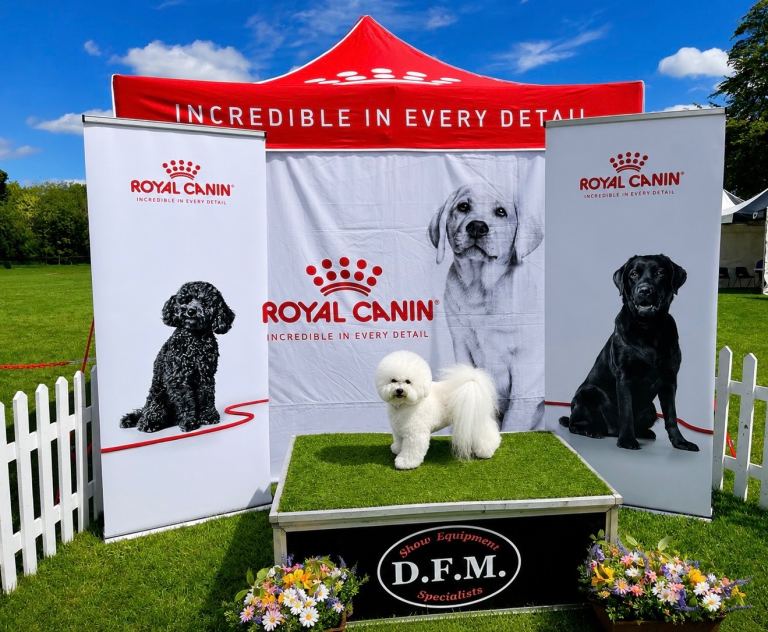 🤍 BEAUTIFUL BICHON FRISÉ PUPPIES LOOKING FOR THEIR FOREVER HOMES 🤍