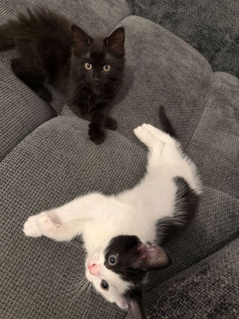 4 baby Kittens ready to find a loving home