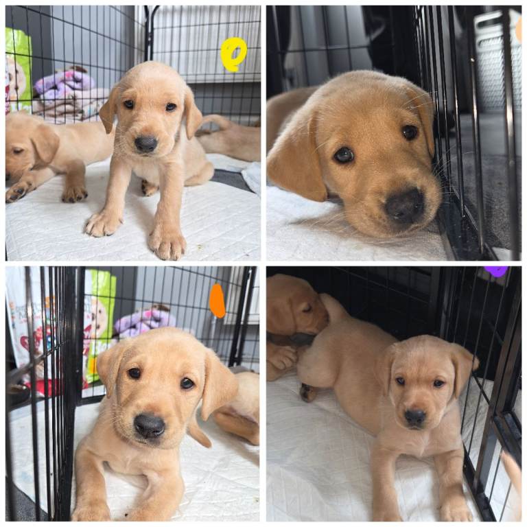 KC registered yellow Labrador pups ready in 1 week 