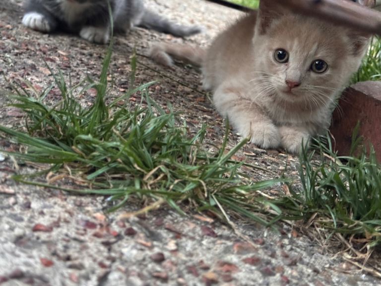 Kittens for sell