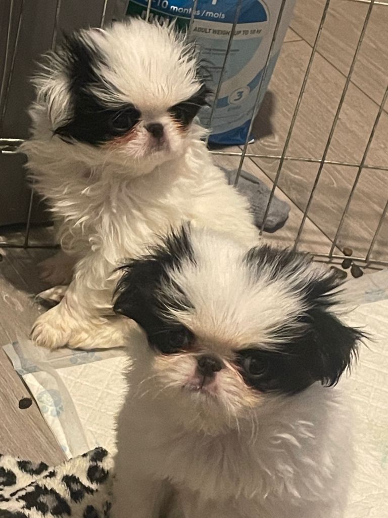 Japanese Chin Puppies For Sale
