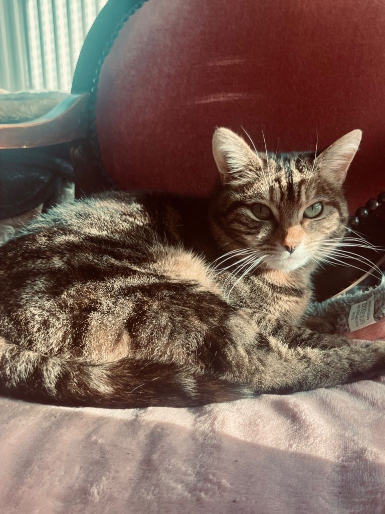 2 loving Cats Seek 2 loving Homes