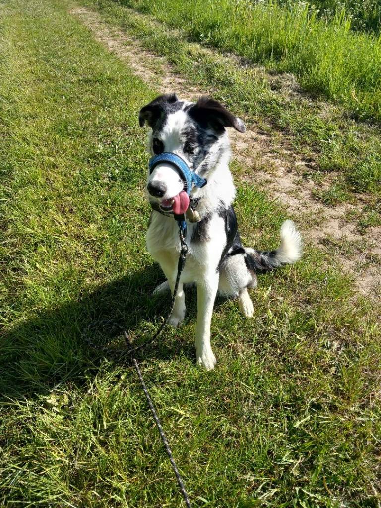 Border collie cross 2 collies .re advertised 