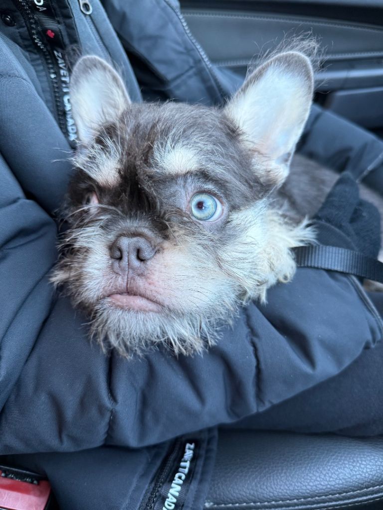 Frenchie (wire haired) young female