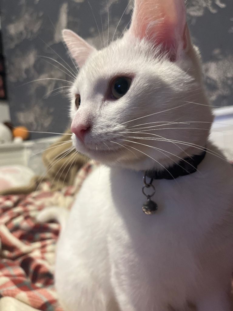 beautiful male kitty for sale - NO TIME WASTERS 