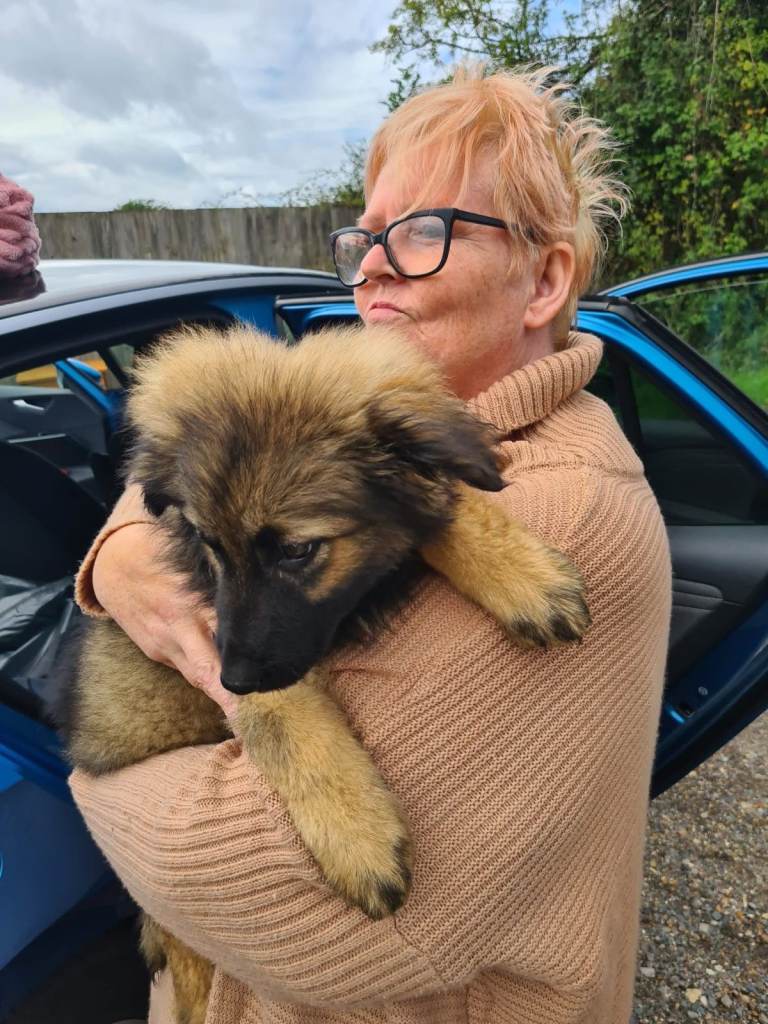 *itle: Koda – 3-month-old German Shepherd × Caucasian Shepherd puppy – £850