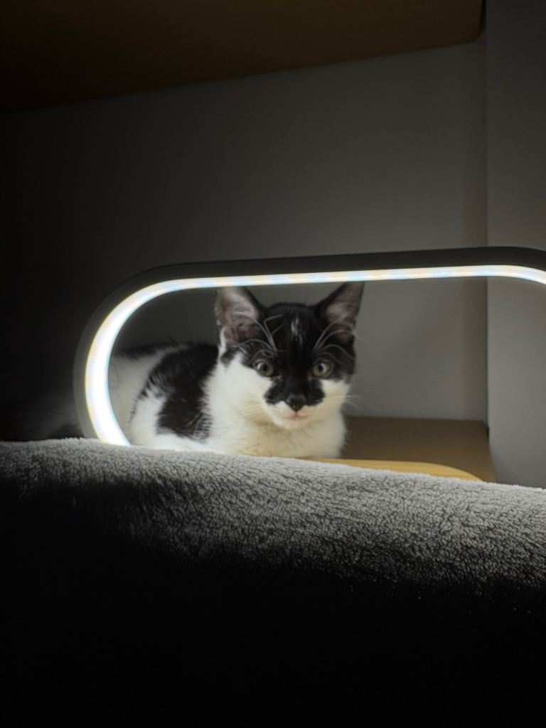 Cute kitten for sale 