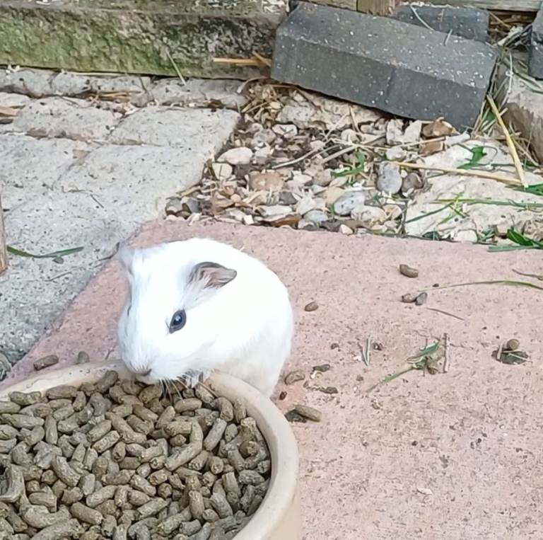 Male guinea pig 