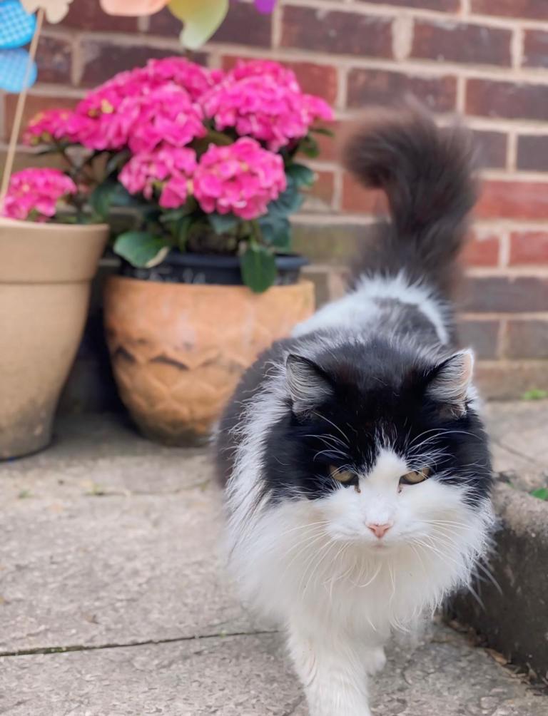 Loving Adult female cat for sale