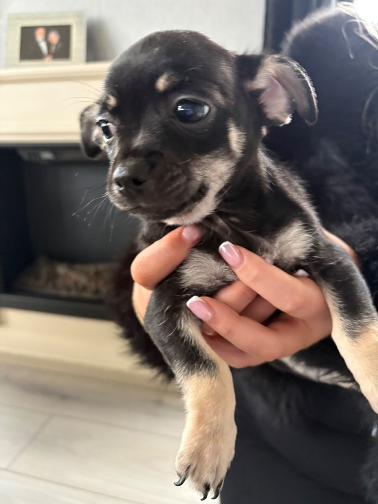 Chihuahua boy puppy