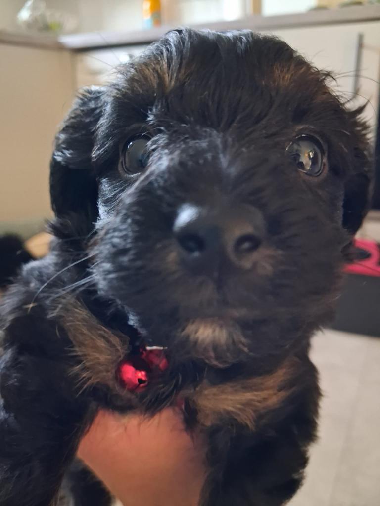 Yorkiepoo pup