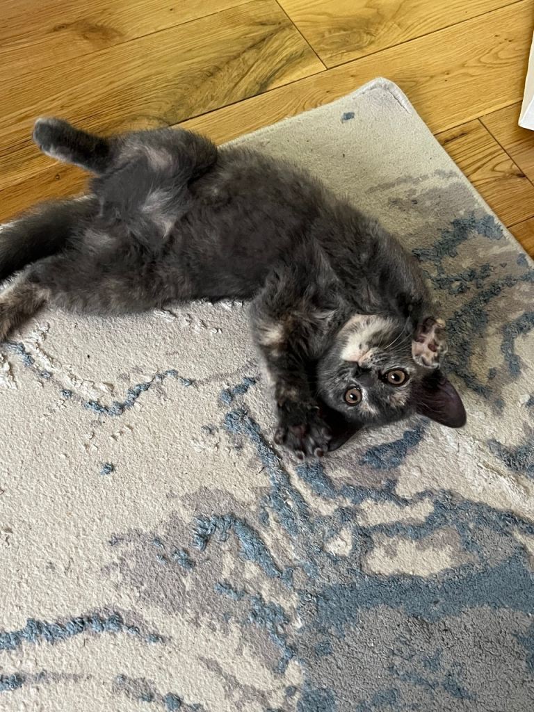 Sweet kitten new home