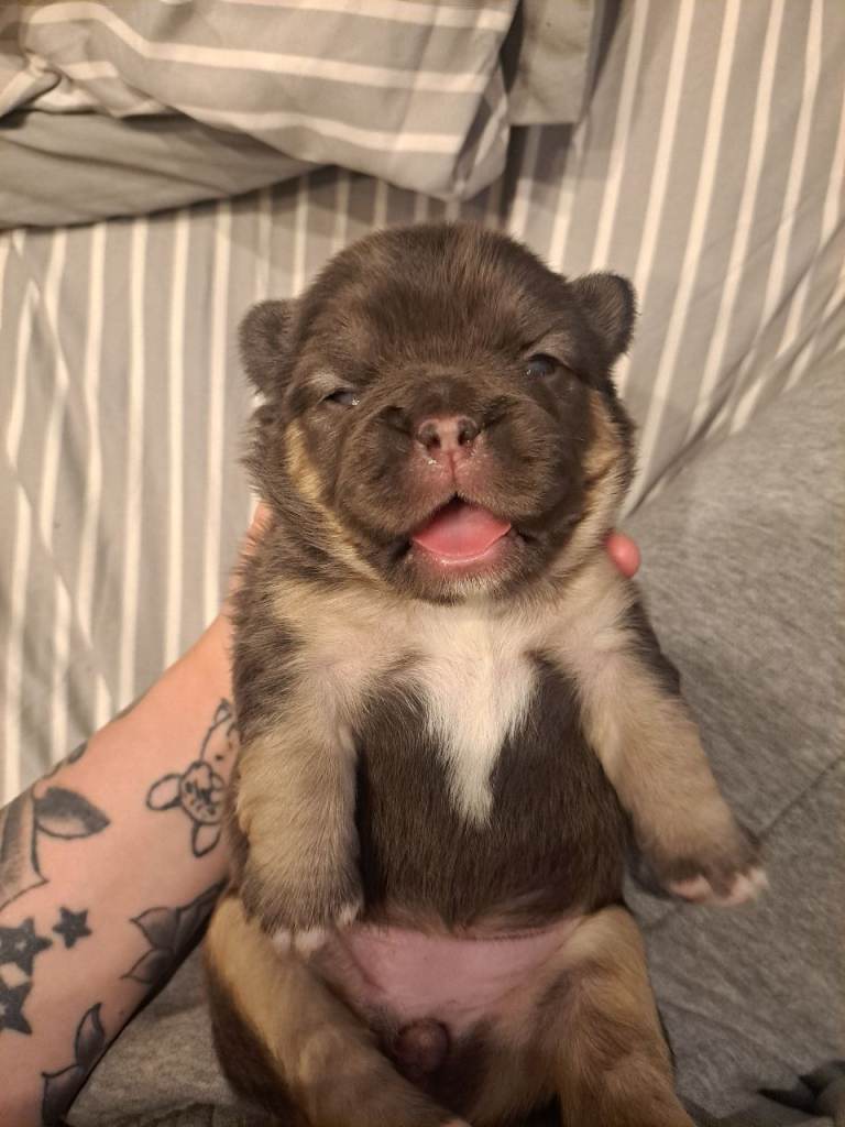 French bulldog puppys