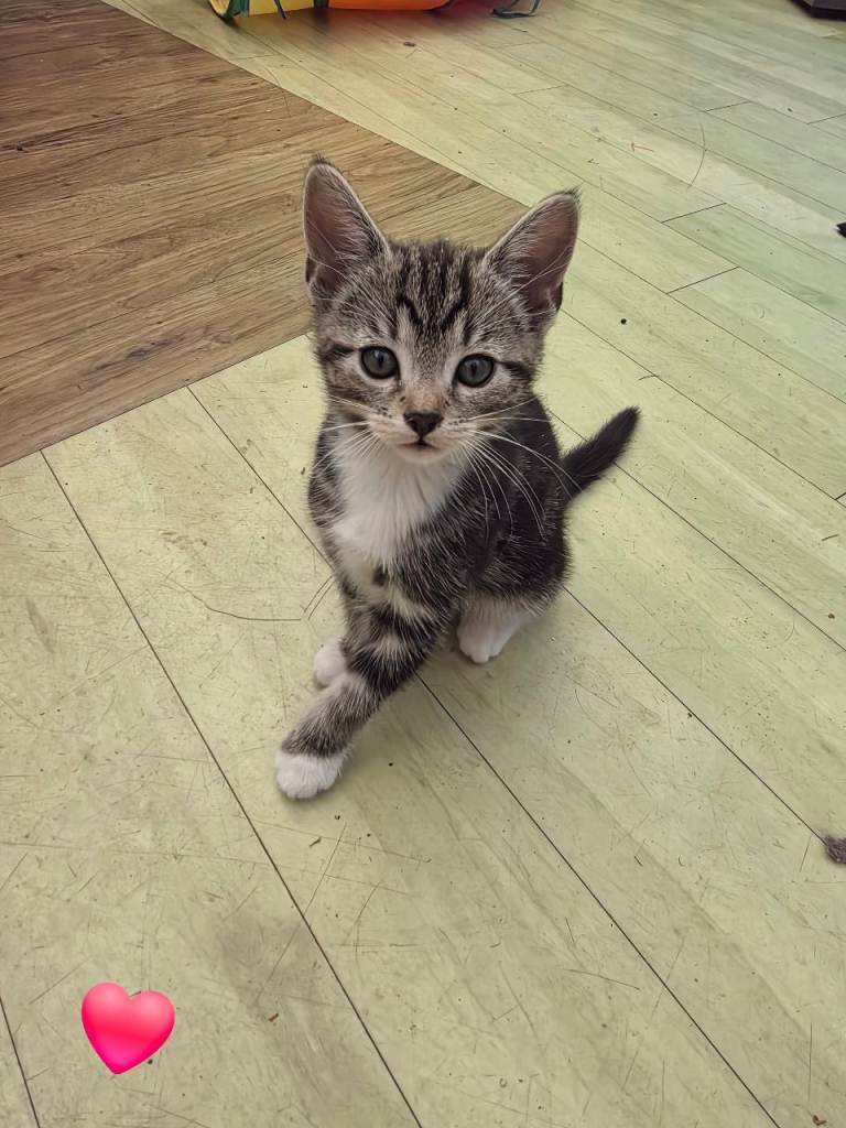 Kitten for sale
