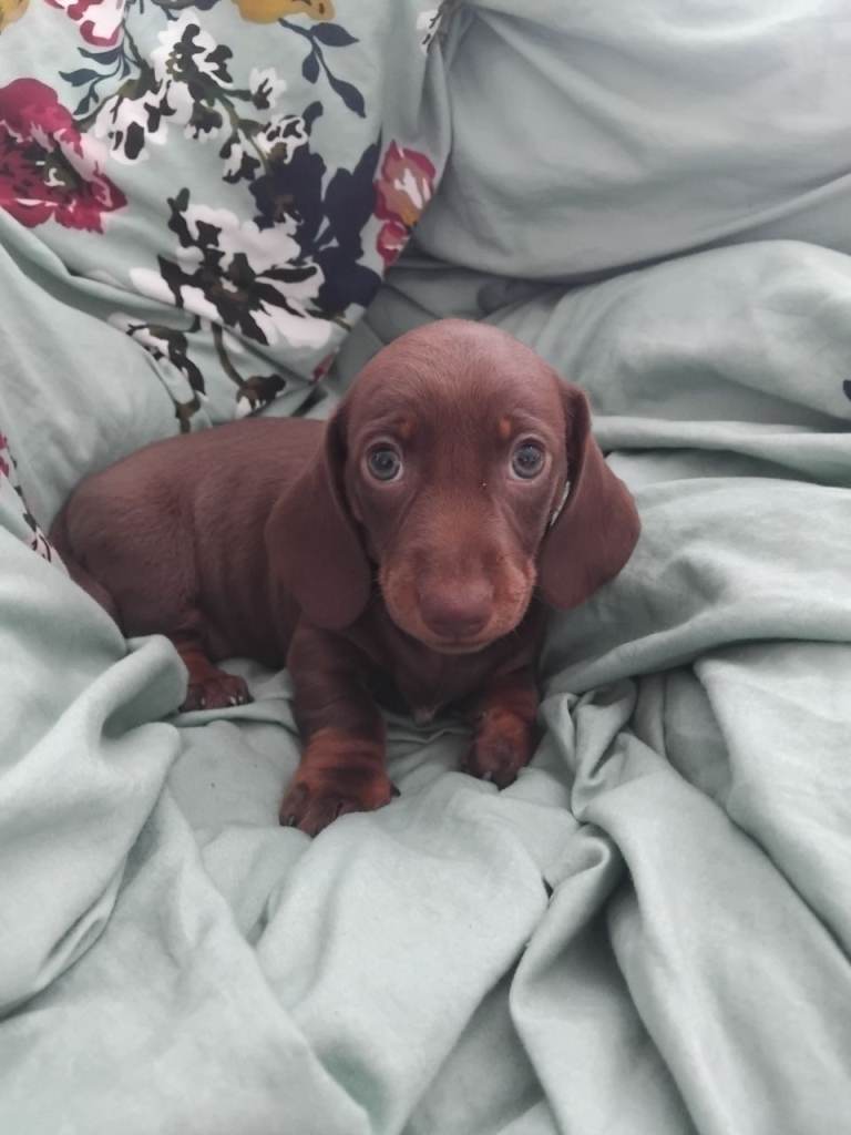 Kc registered chocolate and tan boy 