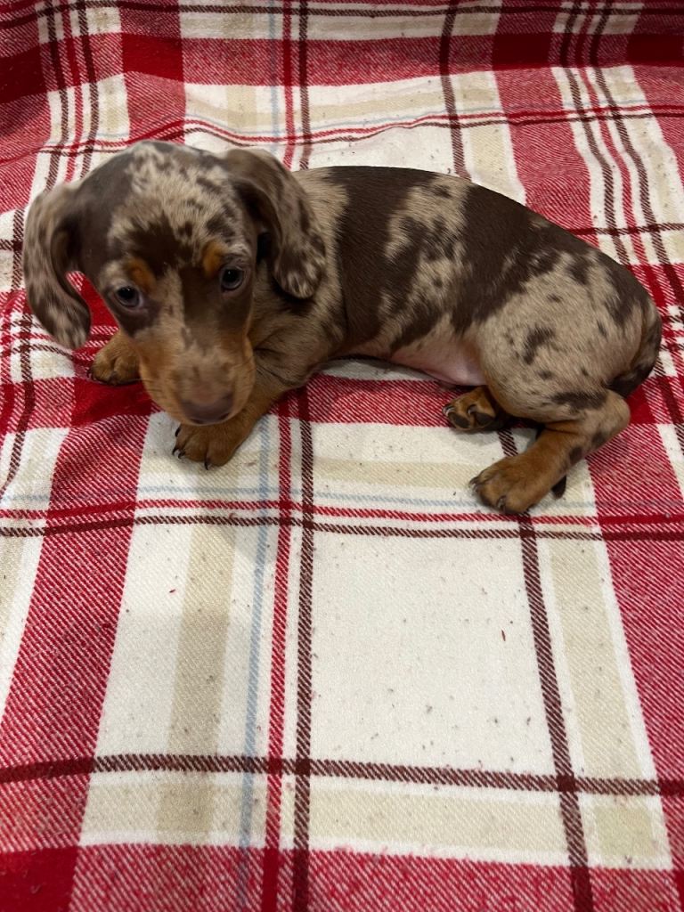 Miniature dachshunds for sale