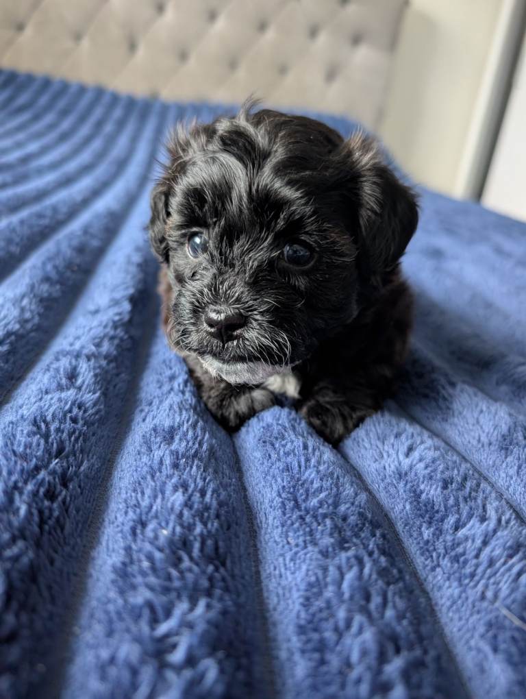Jackapoo puppies for sale 