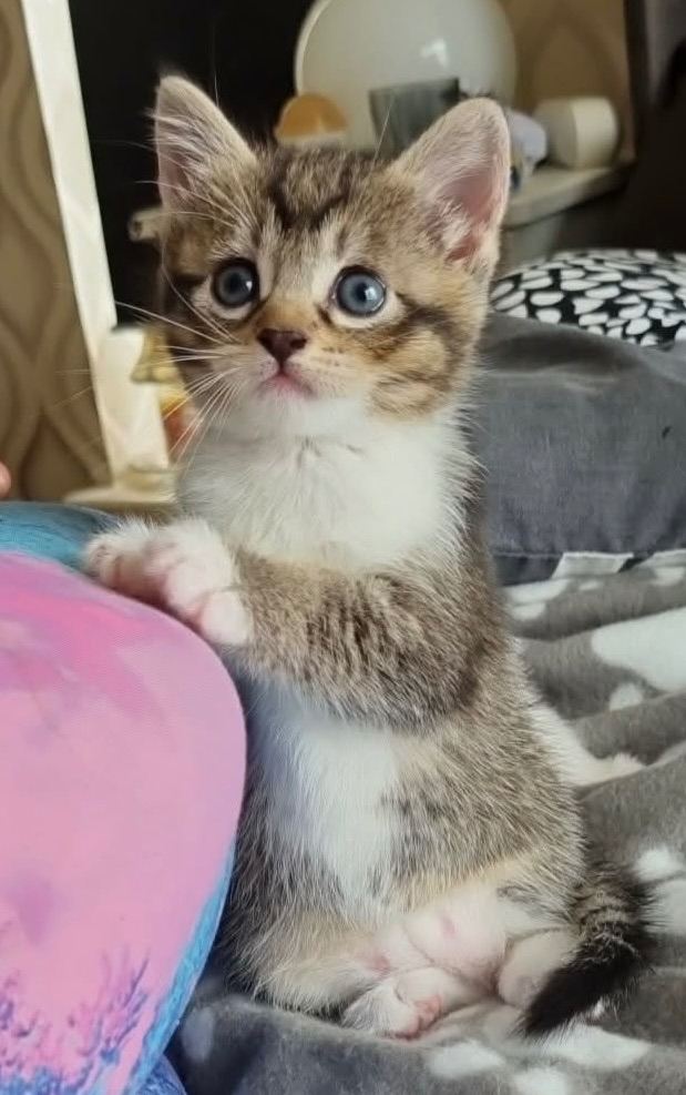 💜Beautiful Tabby x Tuxedo kittens (3 Left!)💜