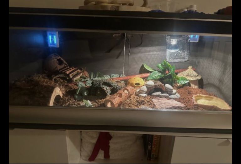 REPTILE TANK FREE!!!!