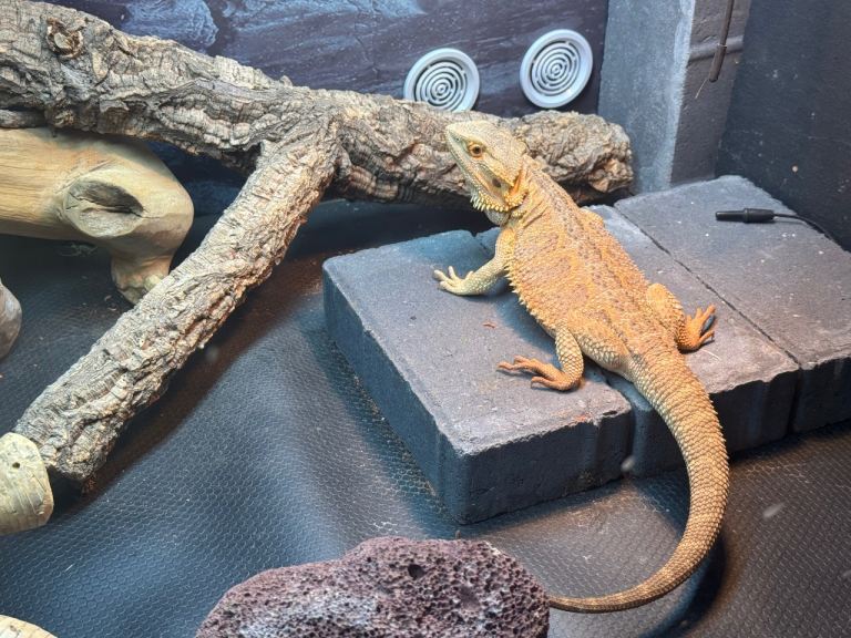 Bearded dragon 18 months old male 