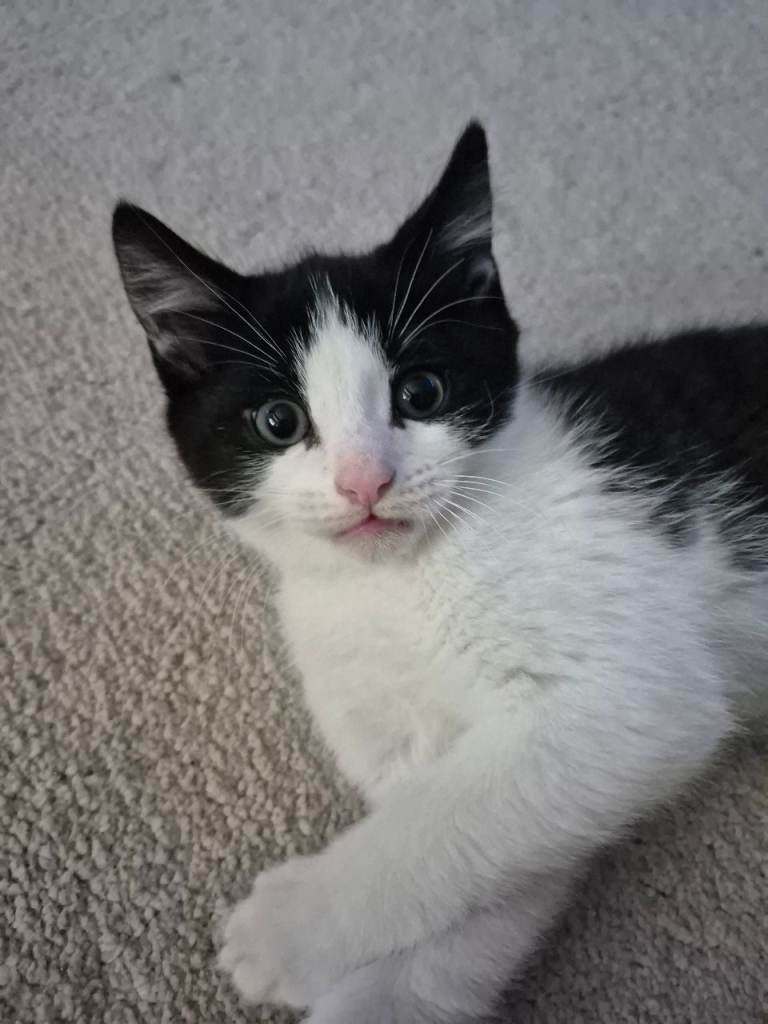 Cute Kittens for sale