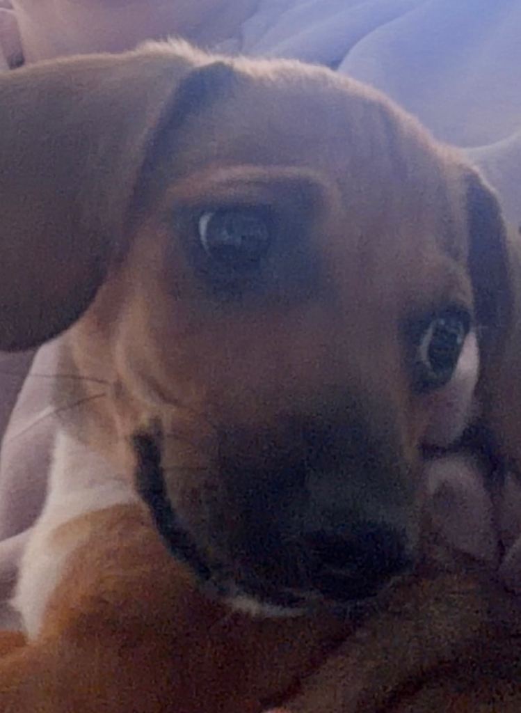 Miniature dachshund puppy