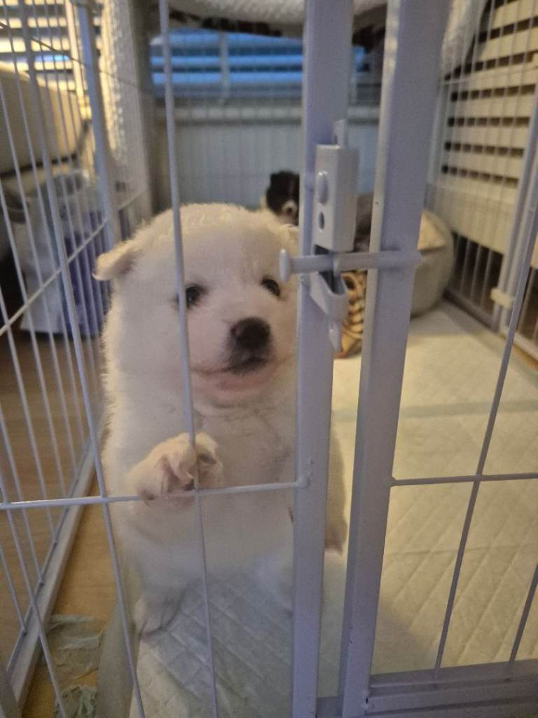 Pomeranian Dogs for sale 