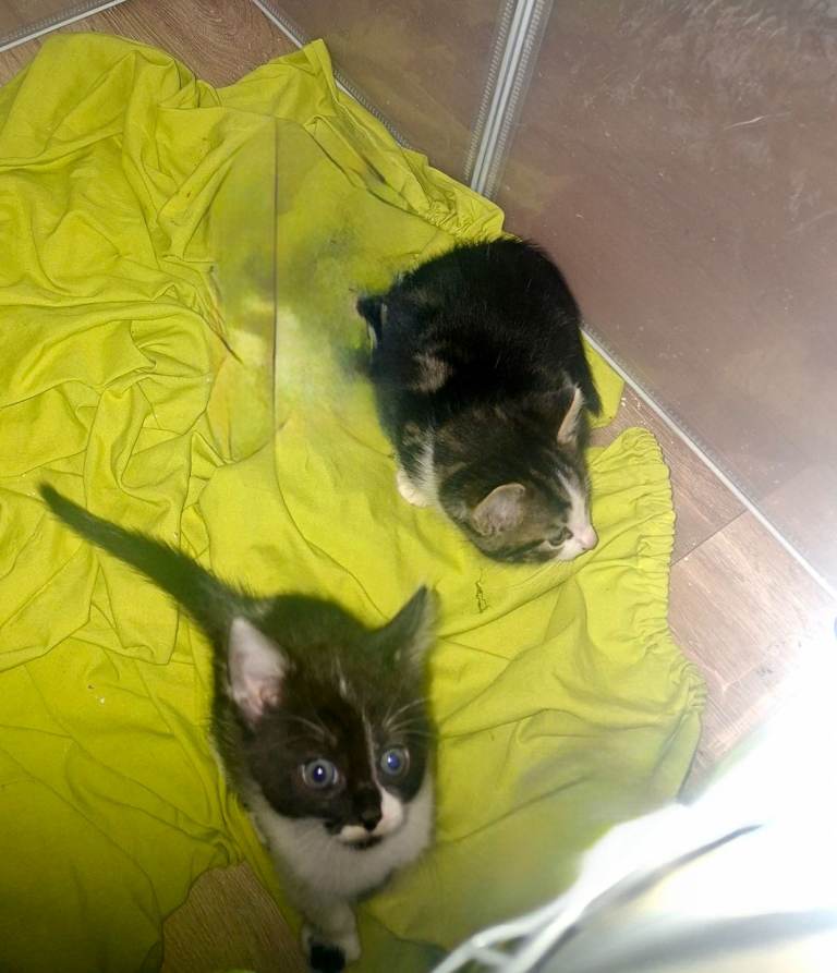 (Held pending  collections)Cross ragdoll, siberean , brit short hair kittens