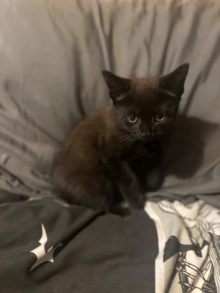Last kitten left Domestic x ragdoll stunning ready now Male 