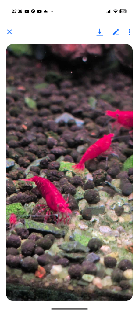 Cherry Shrimp Aquarium 