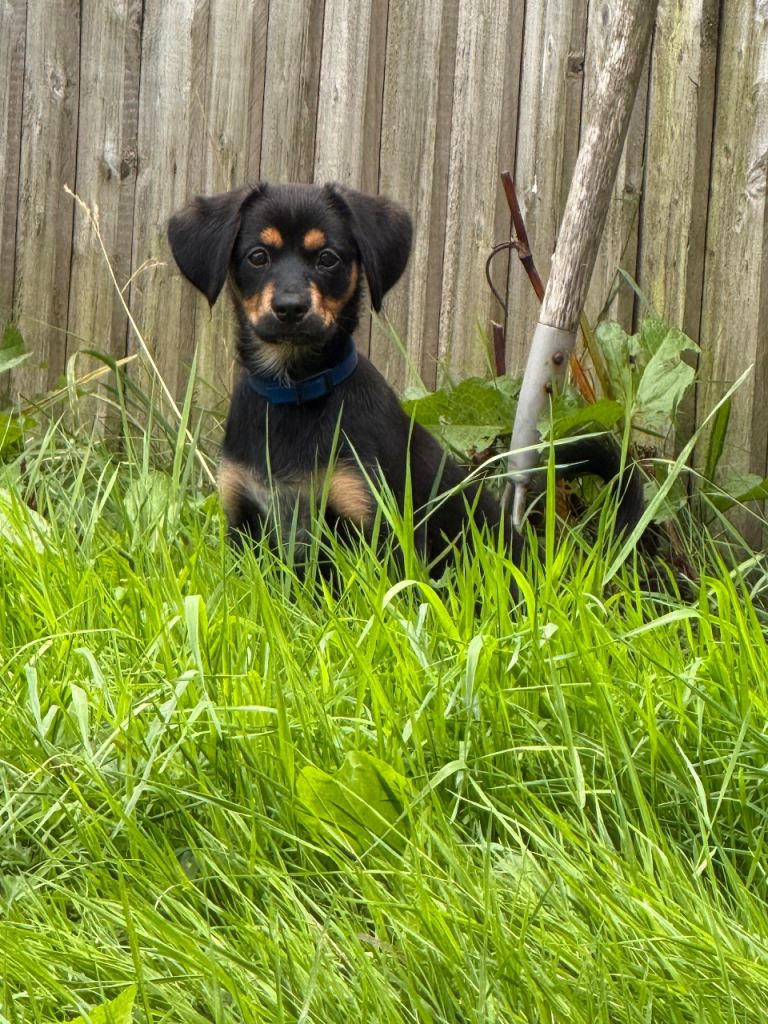 3-Month-Old Puppy Looking for a Loving Home 🐾