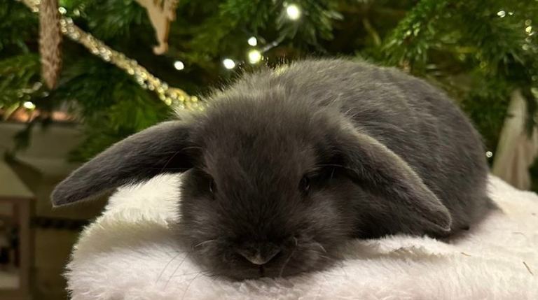 Baby mini lops Halosowen, West Midlands 