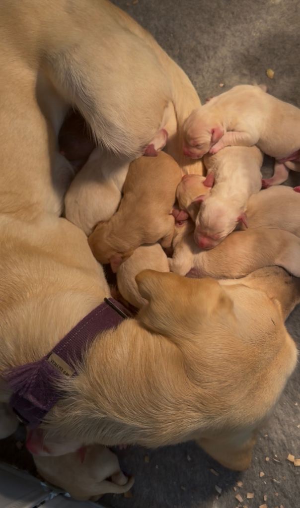 Lovely Purebred Labrador Puppies