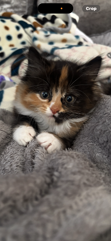 Calico Kitten