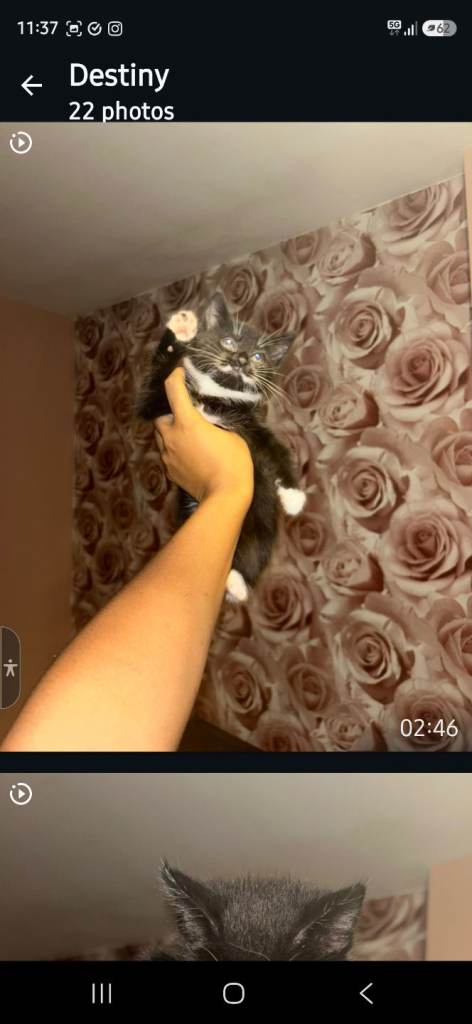  Kittens Mixed Litter 