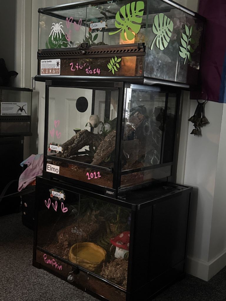 3 tarantula tanks and full set up 